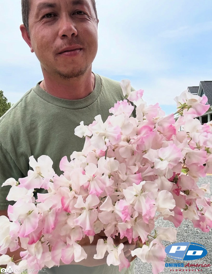 Japanese Lathyrus Sweet Pea 500 seed | 8 colors