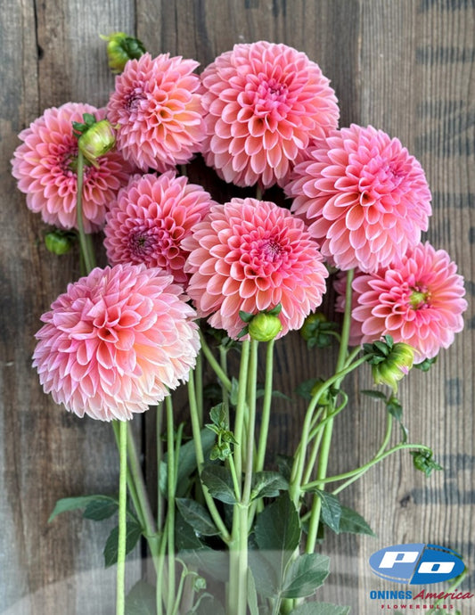 Dahlia : Linda's Baby (Shipping March 2026)