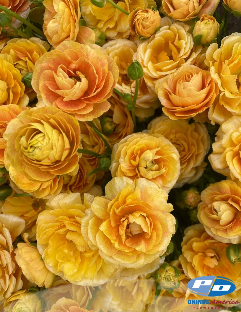 Ranunculus : Italian Ranunculus Cloni