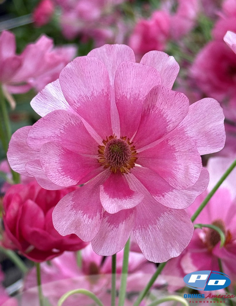 Ranunculus : Italian Ranunculus Cloni