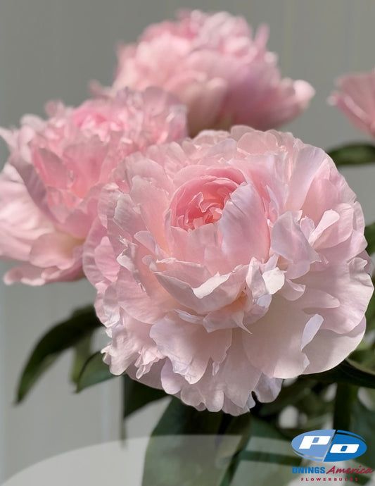 Peony: 3 Nancy Nora 5/8 eyes