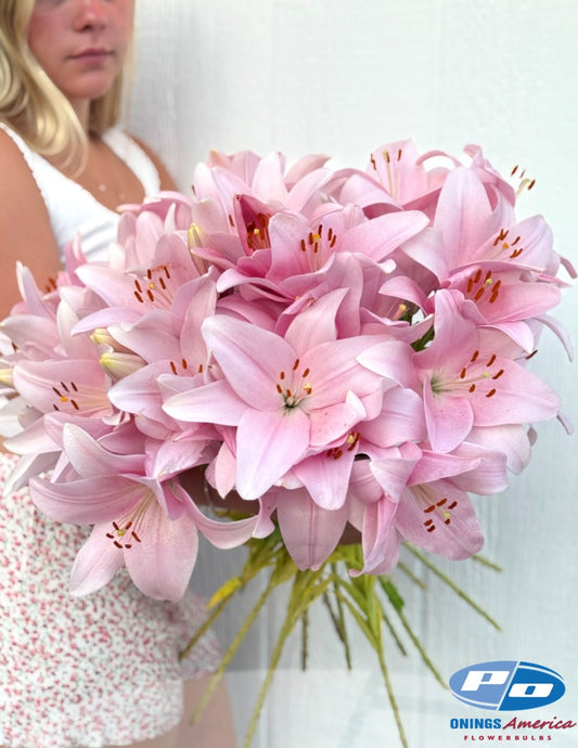 Lilies : American Classic LxA Hybrid lily Mix (ship week 8 - 2026)