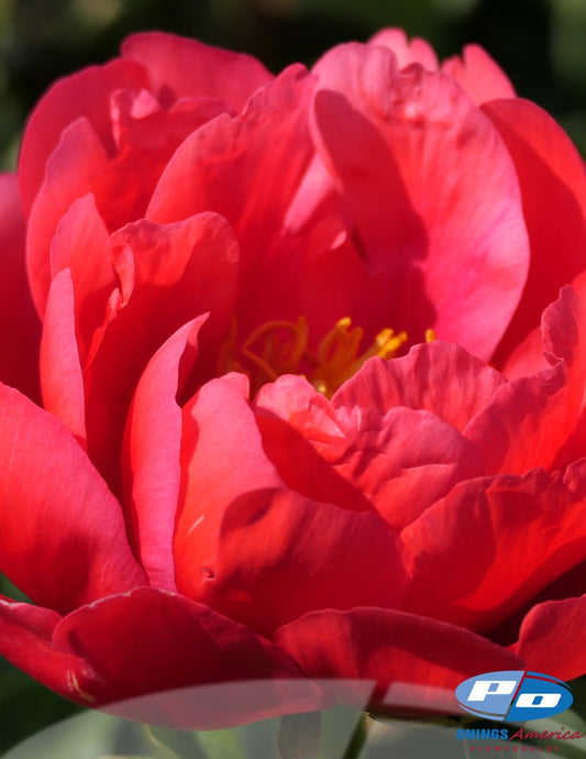 Peony: 20 Coral Magic 5/8 eyes (Shipping March 2026)