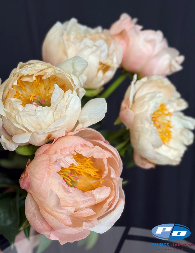 Peony: 35 Kings Day 3/5 eyes