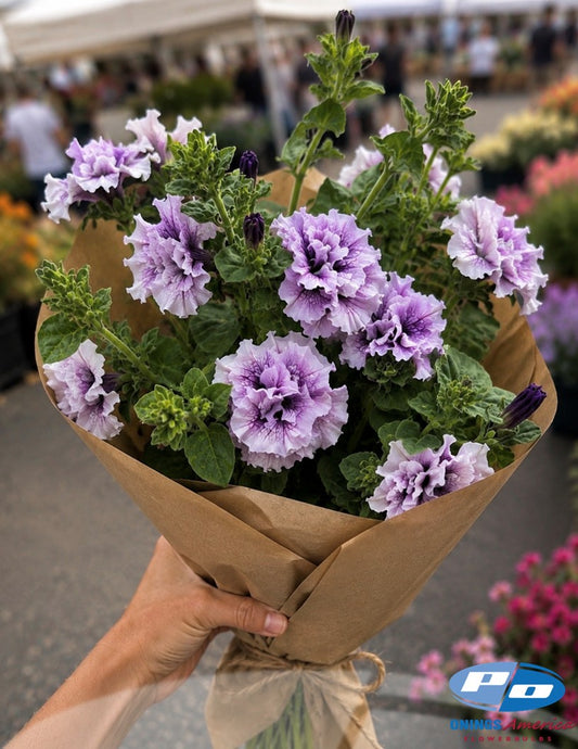 Italian Petunia Grandiflora (cut flower) White, Pink, Light Pink and Orchid blush mix.