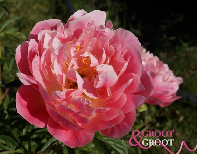 Peony: 20 Pink Hawaiian Coral 5/8 eyes