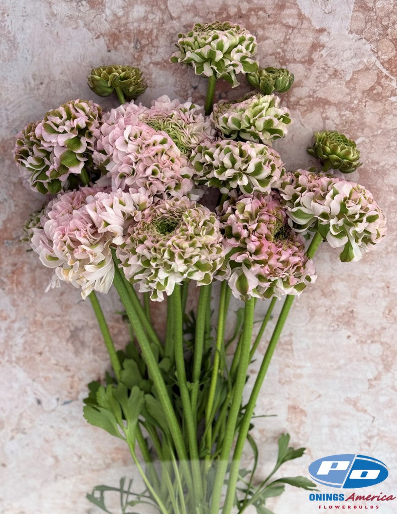 Ranunculus : Italian Ranunculus Cloni