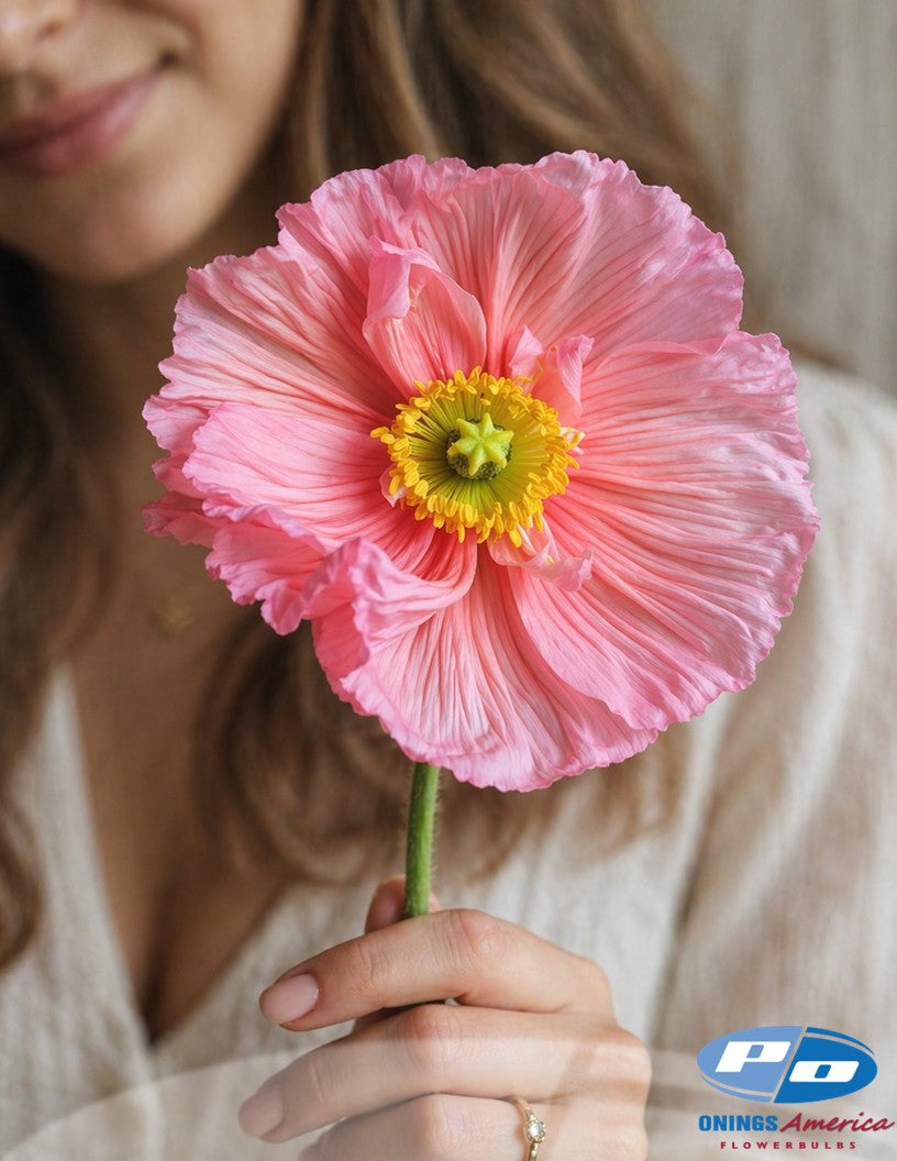 Italian Colibri poppies (Mix)