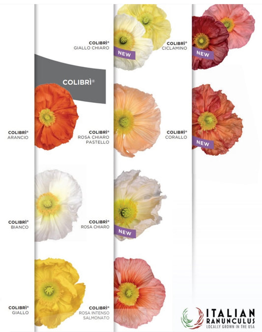 Italian Colibri poppies (Mix)