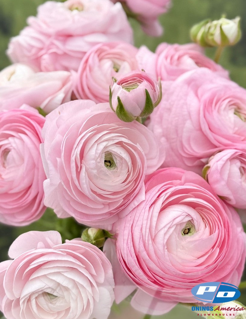 Ranunculus : Italian Elegance ranunculus mix (fall 2026 shipping)