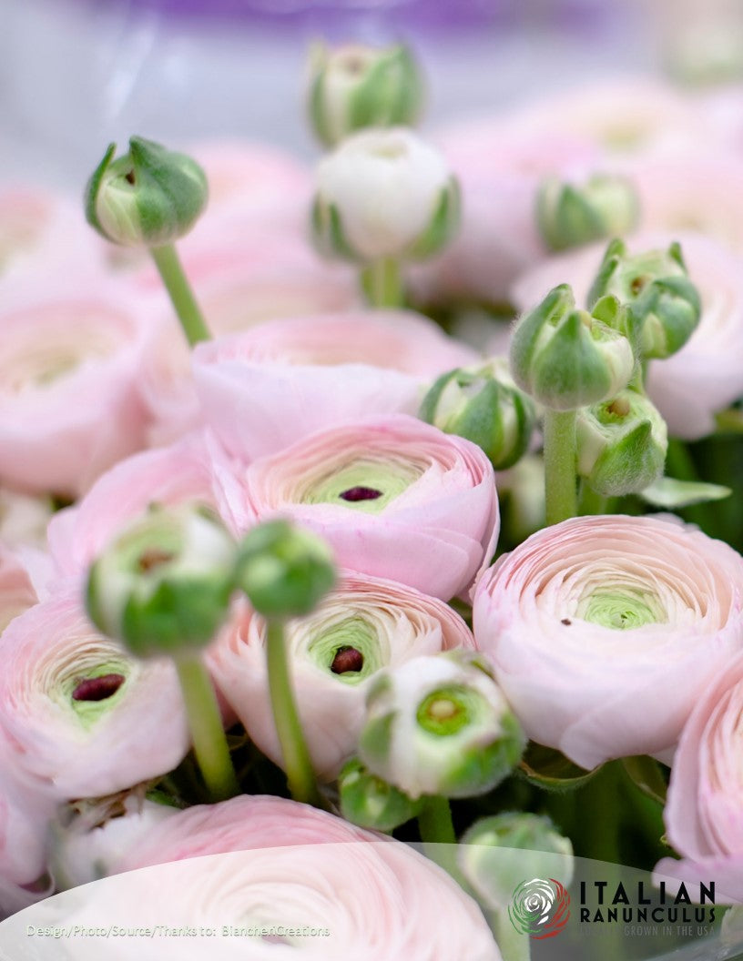 Ranunculus : Cloni Success Hanoi and Grand Pastel