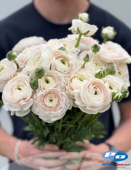 Ranunculus : Italian Ranunculus Cloni