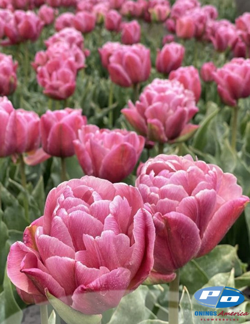 Tulip:  Beach Berry (ship week 43)