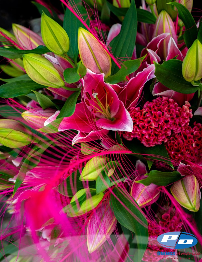 Lilies: New Zealand Oriental and OxT Lily bulbs (ship week 1 2027)