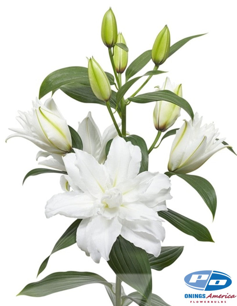 Lilies : White Tornado - pollen-less, double flowering Oriental lily (Ship week 50 2026)