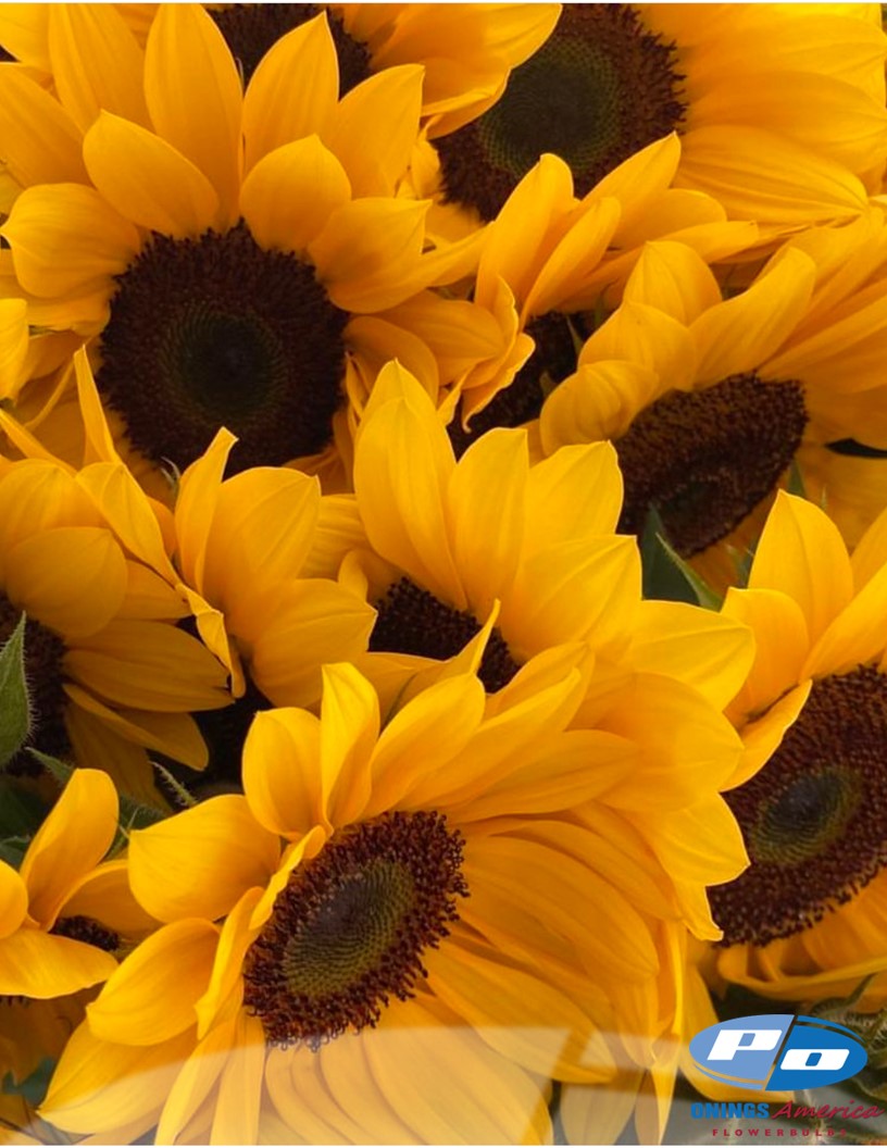 Italian Girasole (Sunflowers) 3x1000