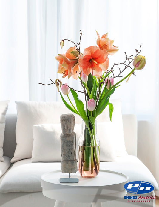 Amaryllis : 55 Rilona bulbs