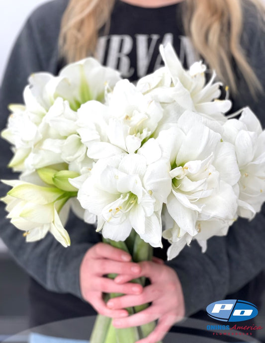 Amaryllis : 30 Akiko bulbs