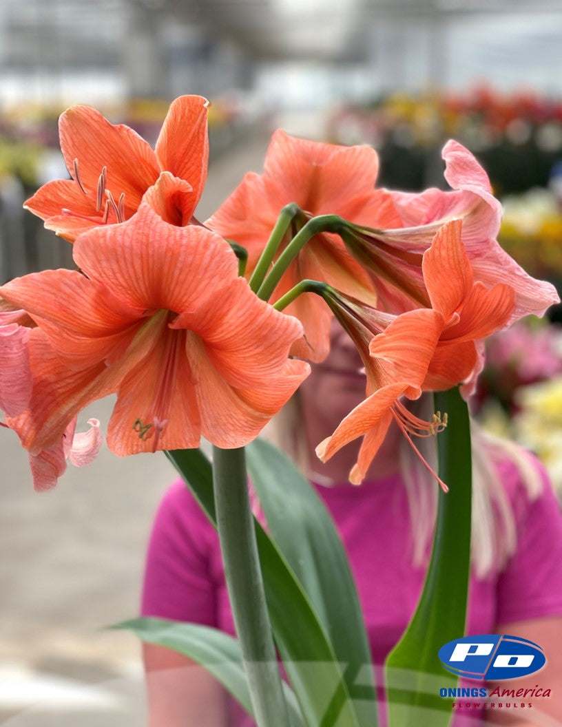Amaryllis : 55 Rilona bulbs