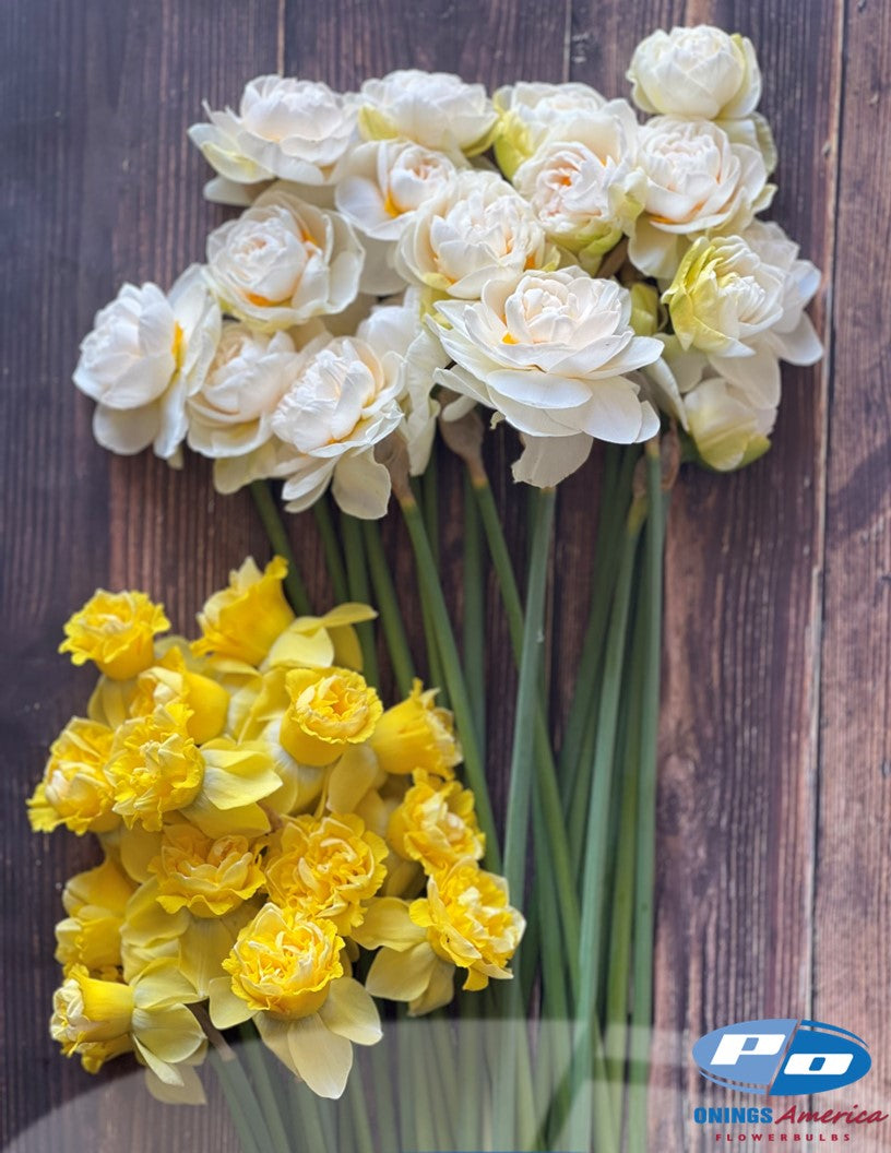 Daffodil: Art Design (ship week 46)