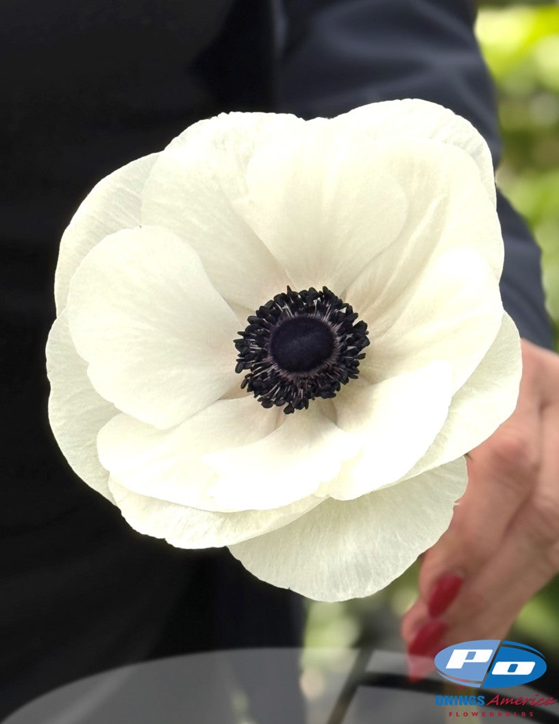Ranunculus and Anemone Special (Mid August shipping)
