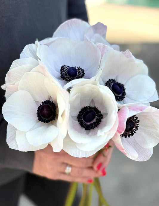 Ranunculus and Anemone Special (Mid August shipping)