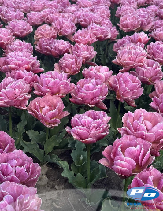 Tulip:  Beach Berry (ship week 51)