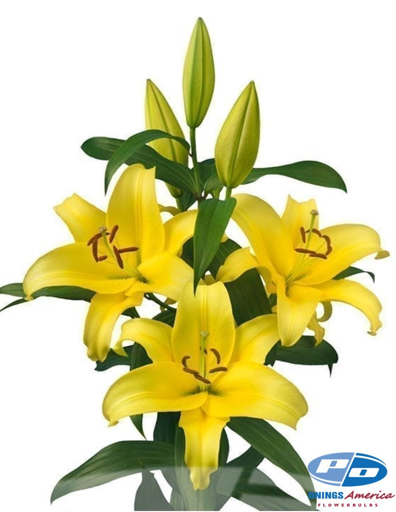 Lilies : Southern Hemisphere Oriental and OxT Lily bulbs (Mothers Day0 (ship week 2 shipping)