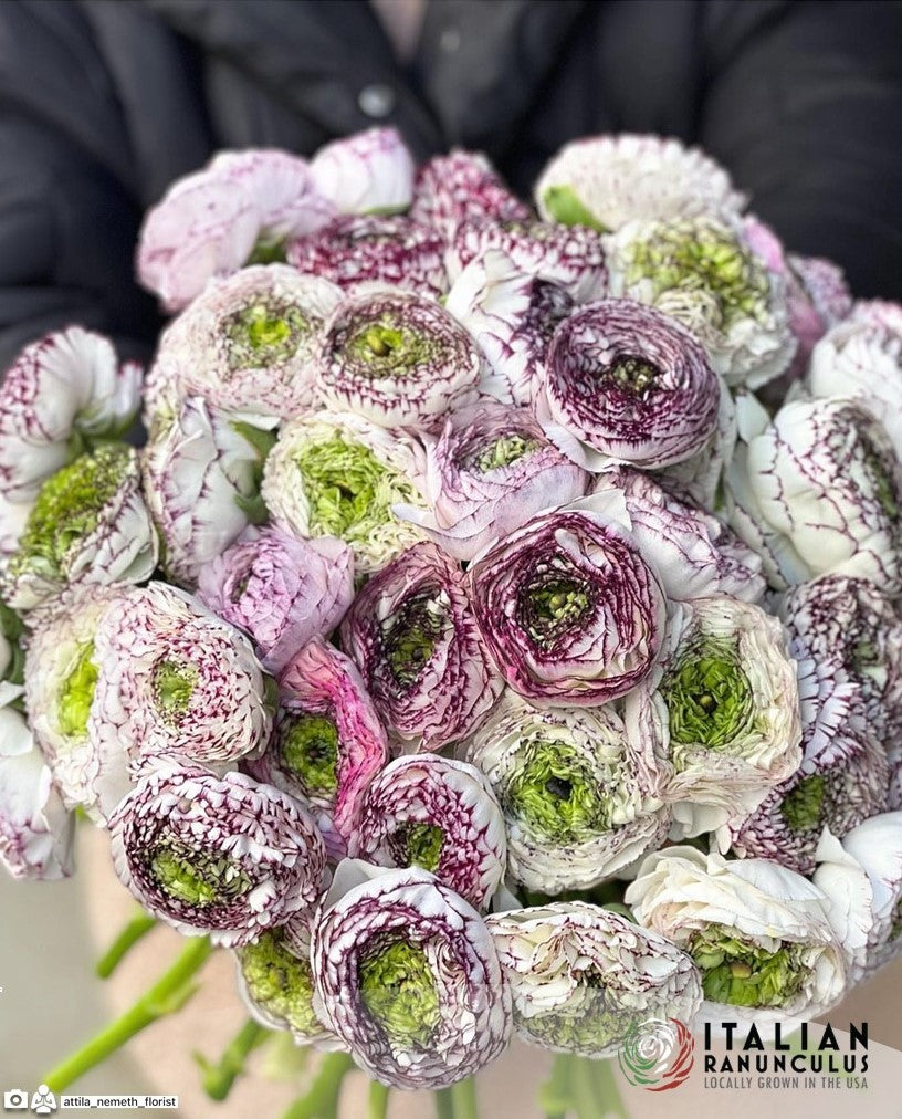 Italian Dolce Vita Ranunculus and Anemone mix