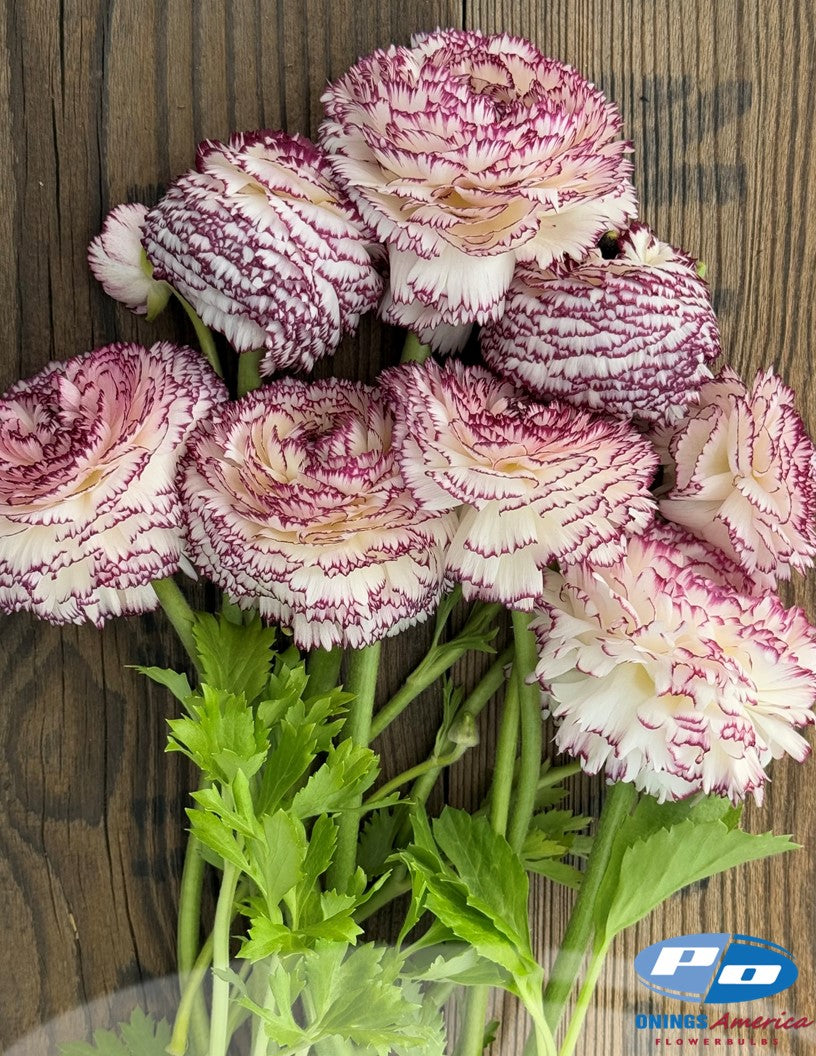 Ranunculus and Anemone Special (Mid August shipping)