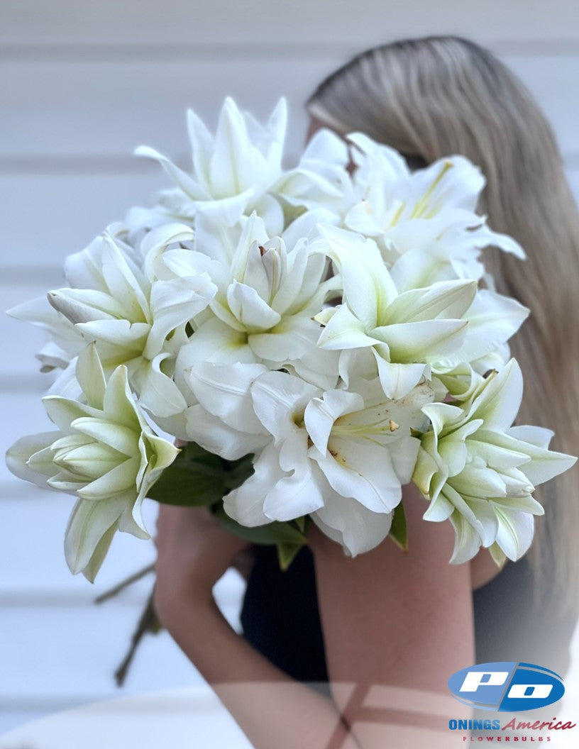 Lilies : Southern Hemisphere Oriental and OxT Lily bulbs (Mothers Day0 (ship week 2 shipping)