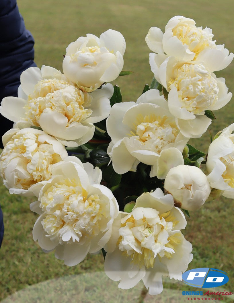 Peony: 20 Bridal Shower 5/8 eyes