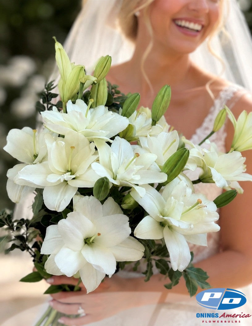 Lilies : Belvedere lilies
