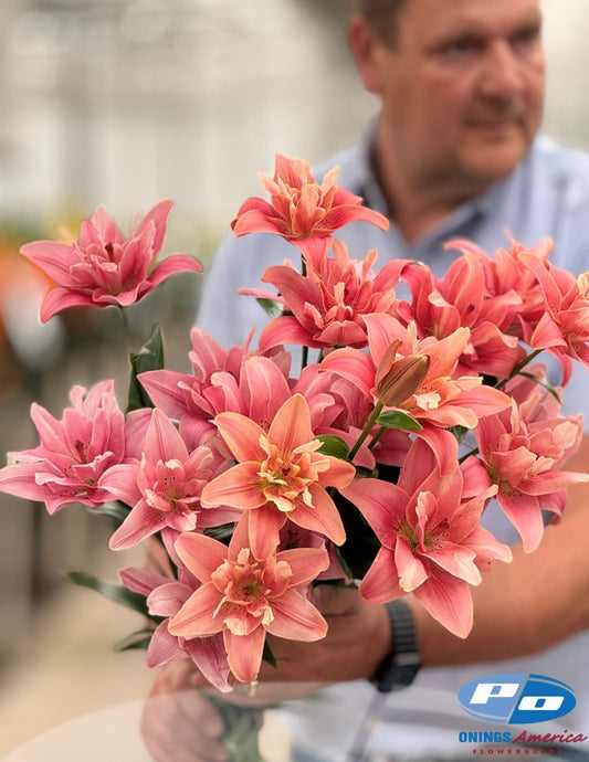 Lilies : Butterfly Beauties (ship week 8-2026)