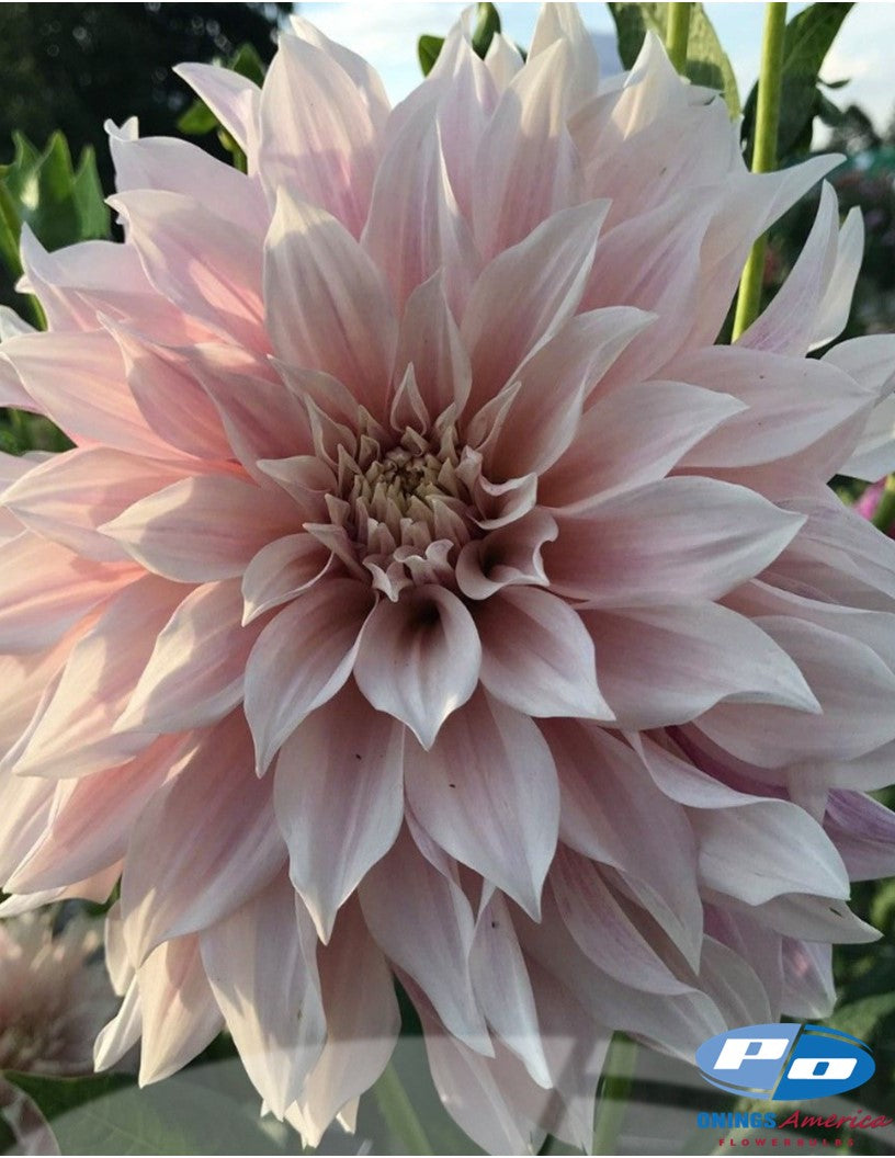 Dahlia : Cafe au Lait (Shipping Feb 2026)