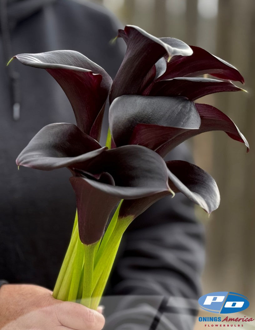 Calla Lilies: 4 x 25 pack