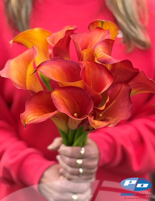 Calla Lilies: 4 x 25 pack