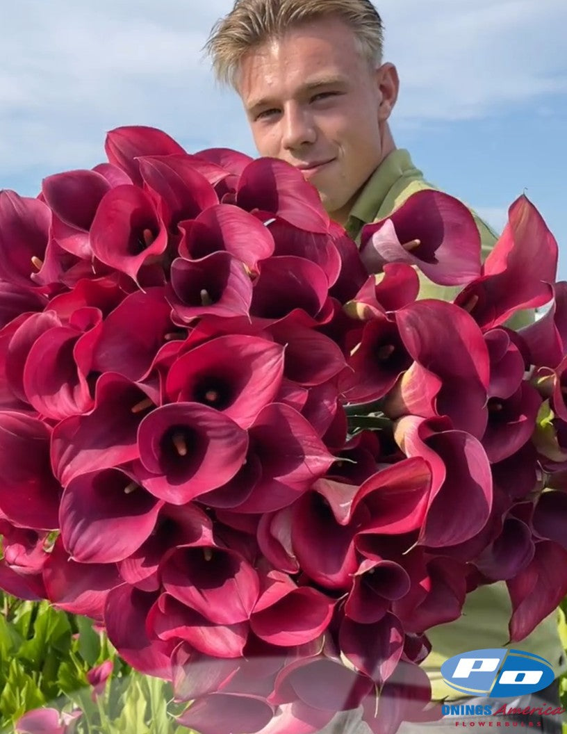 Calla Lilies: 4 x 25 pack