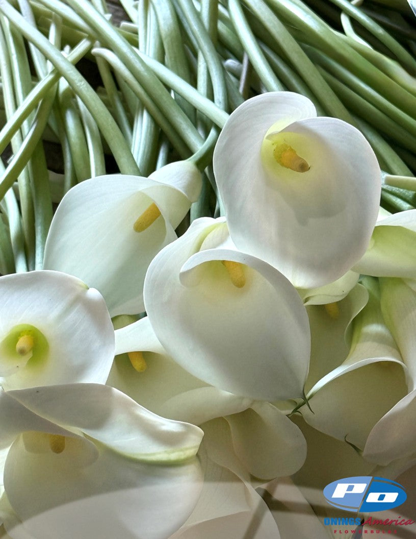 Calla Lilies: 4 x 25 pack