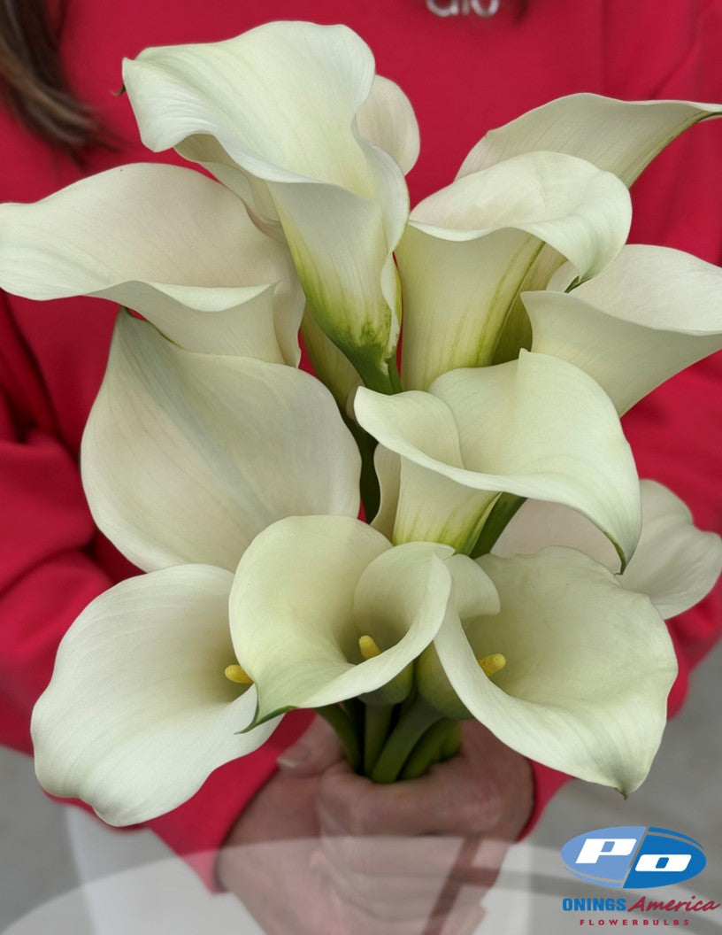 Calla Lilies: 4 x 25 pack