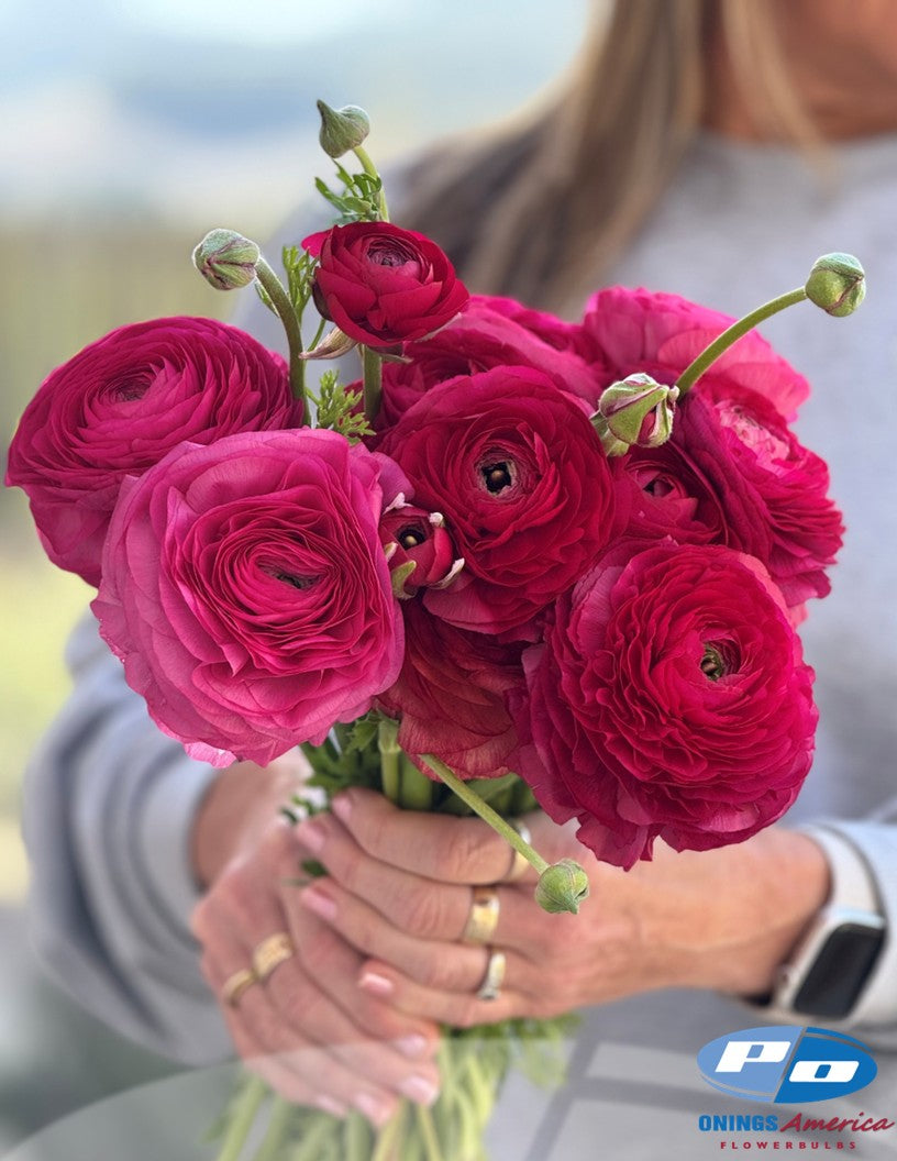 Ranunculus : Italian Elegance ranunculus mix (fall 2026 shipping)