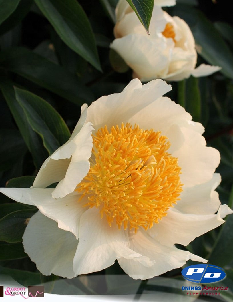 Peony: 20 Clair de Lune 5/8 eyes