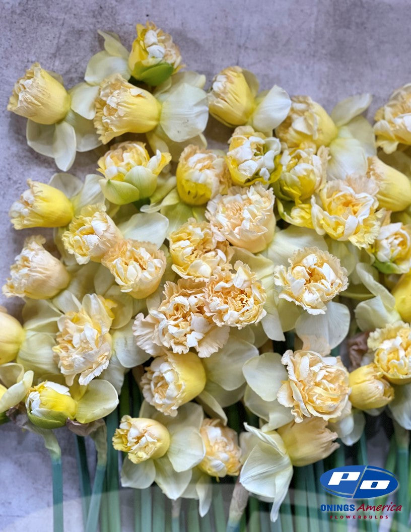 Daffodil: Art Design (ship week 46)