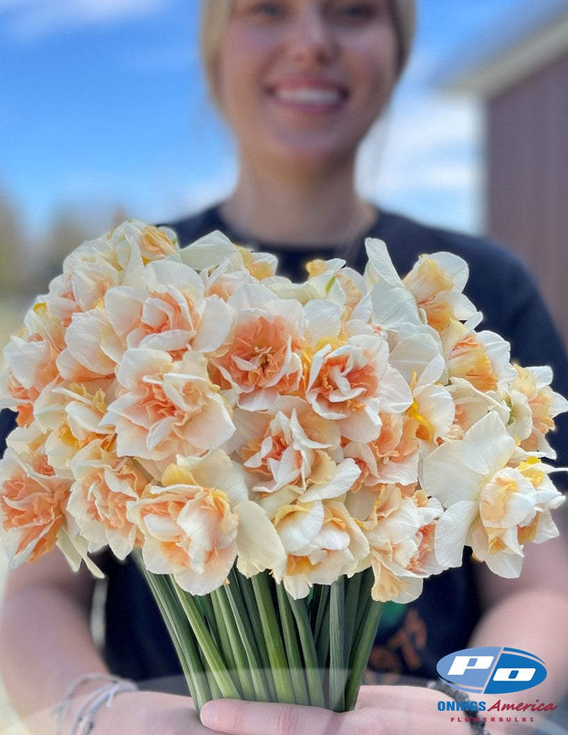 Daffodil:  Sweet Paradise (ship week 43)