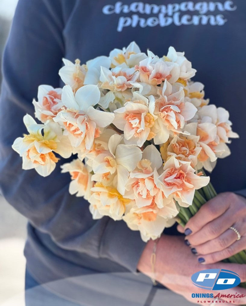 Daffodil: Sweet Paradise (ship week 46)