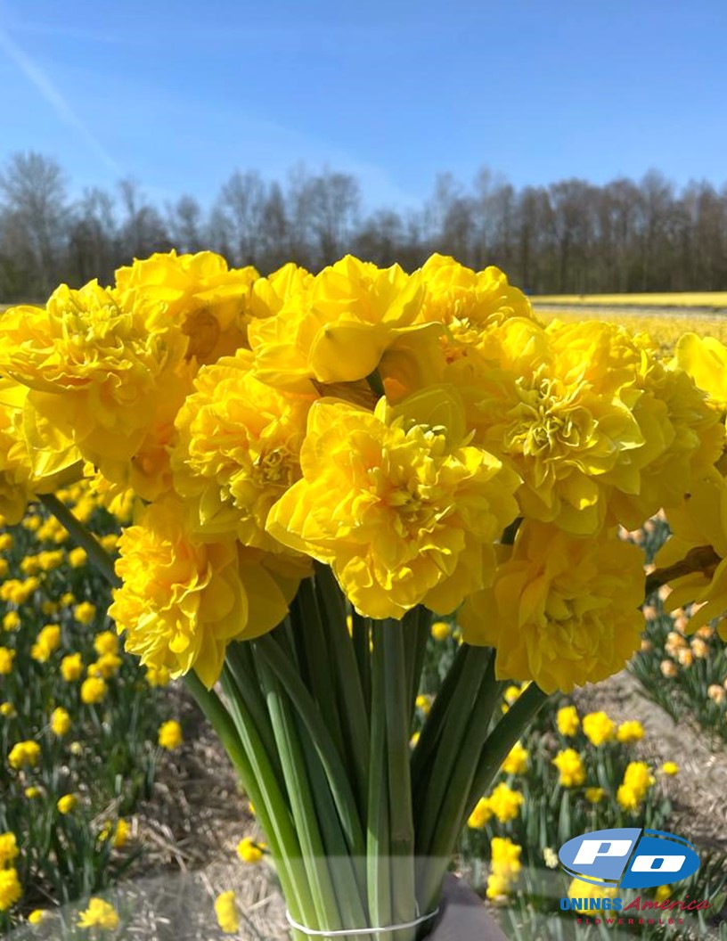 Daffodil: Yellow paradise (ship week 46)