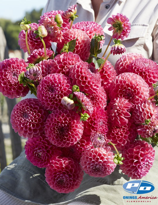 Dahlia : Jowey Frambo (Shipping March 2026)