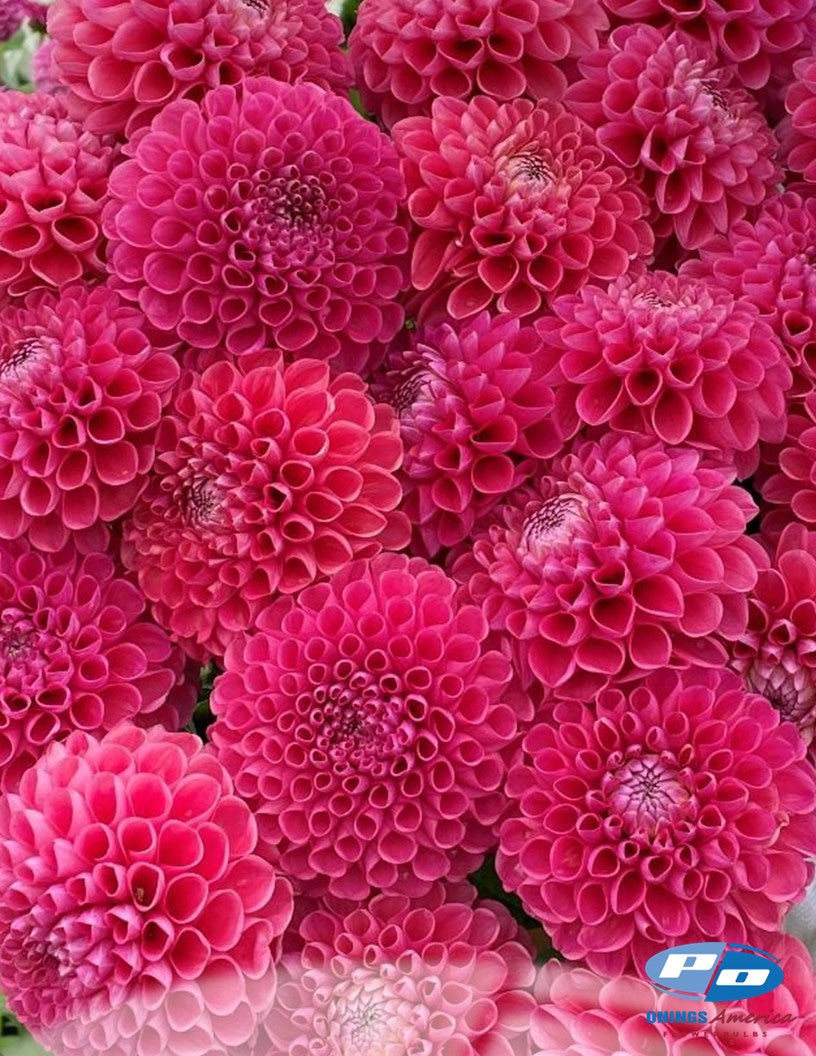 Dahlia : Jowey Frambo (Shipping Feb 2026)