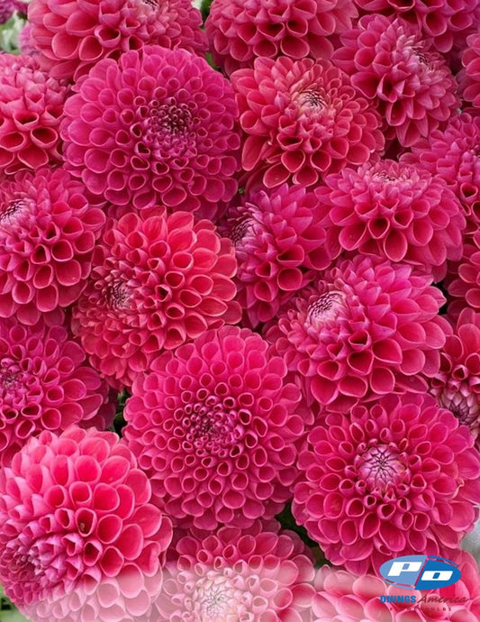 Dahlia : Jowey Frambo (Shipping Feb 2026)