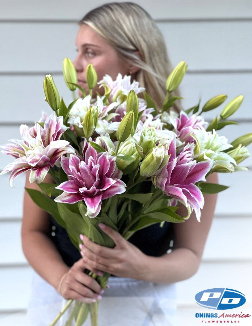 Lilies : Southern Hemisphere Oriental and OxT Lily bulbs (Mothers Day0 (ship week 2 shipping)